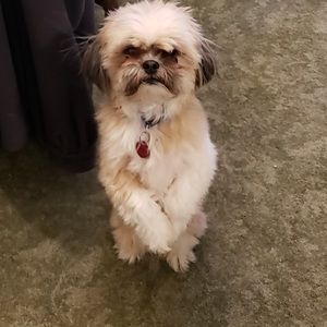 Meet your Posher, Carol